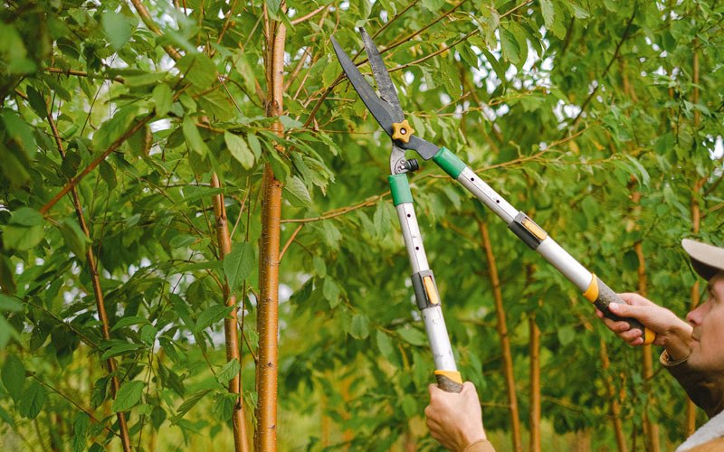 Tree trimming in Soudan, MN